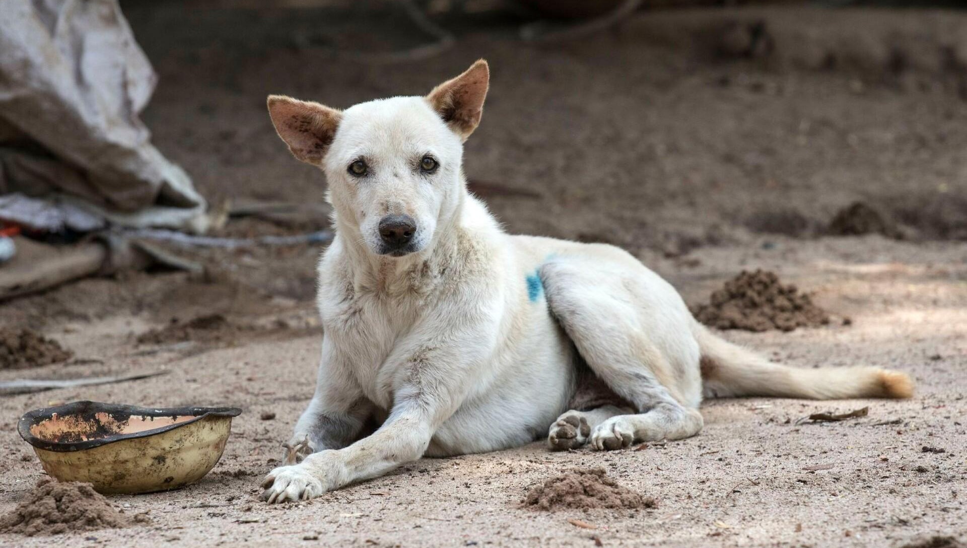 Anjing yang menunggu adopsi